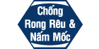 Chống rong rêu và nấm mốc